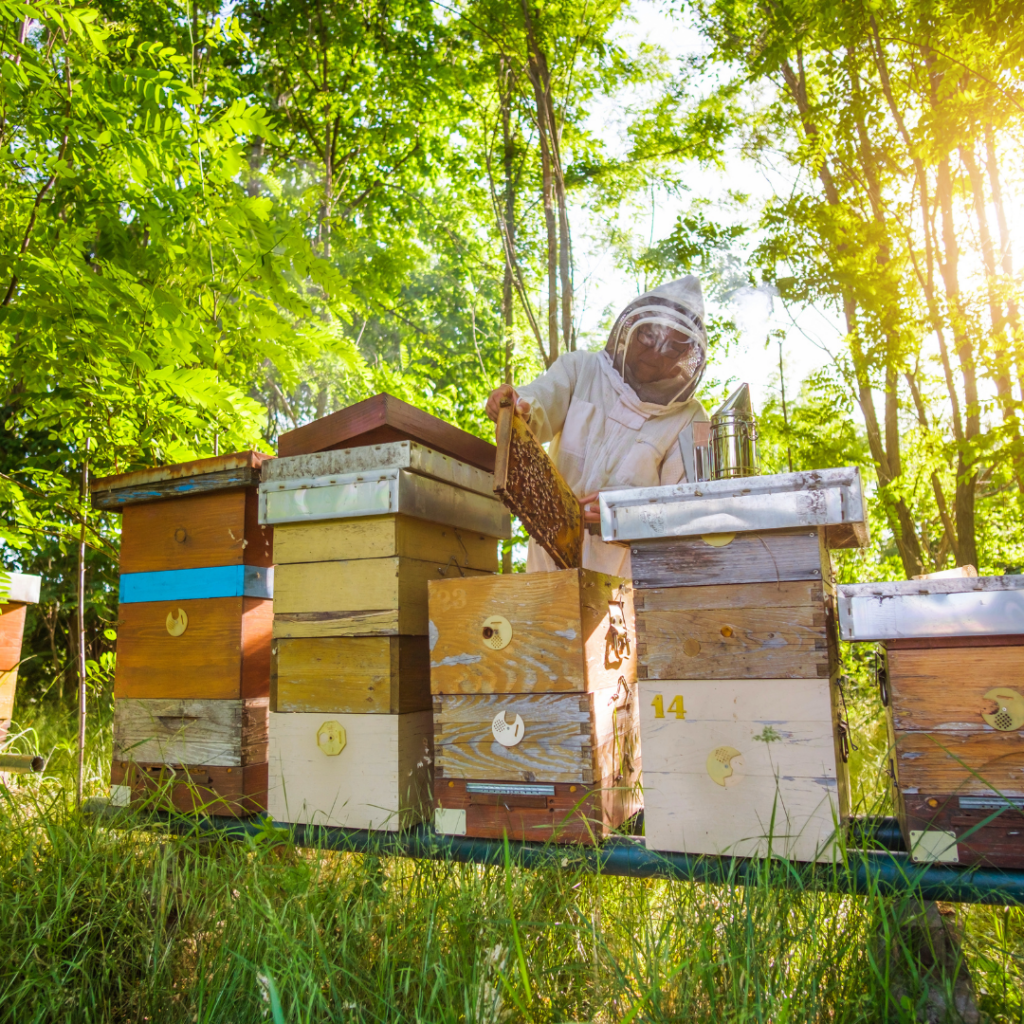 пчеларство